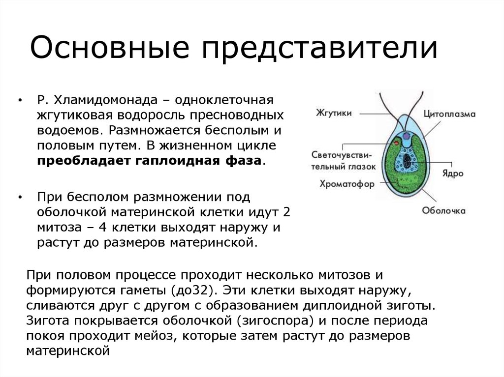 Таблица хламидомонада. Строение одноклеточной водоросли хламидомонады. Бесполое размножение хламидомонады. Характеристика хламидомонады кратко. Строение хламидомонады кратко.