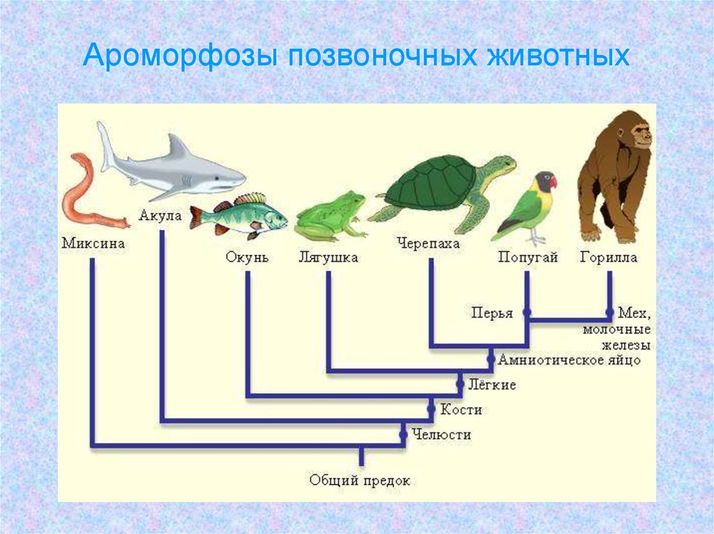 Какие ароморфозы возникли в архейскую и протерозойскую эры заполните схему