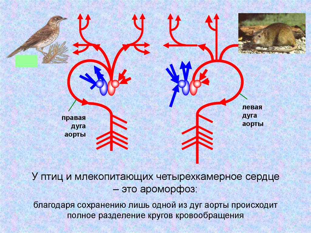 Ароморфозы млекопитающих. Правая дуга аорты у птиц. Дуга аорты у птиц. Левая дуга аорты у птиц. Дуга аорты у птиц и млекопитающих.