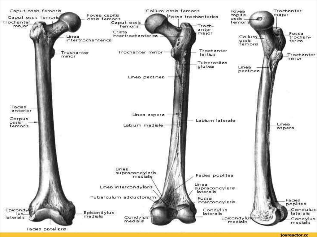 Бедренная кость рисунок с подписями