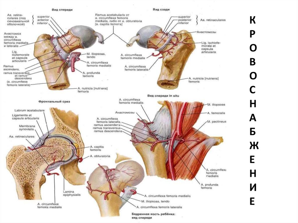 Проксимальный отдел бедренной кости. Кровоснабжение проксимального отдела бедренной кости. Кровоснабжение тазобедренного сустава. Кровоснабжение проксимального отдела бедра. Кровоснабжение тазобедренного сустава анатомия.