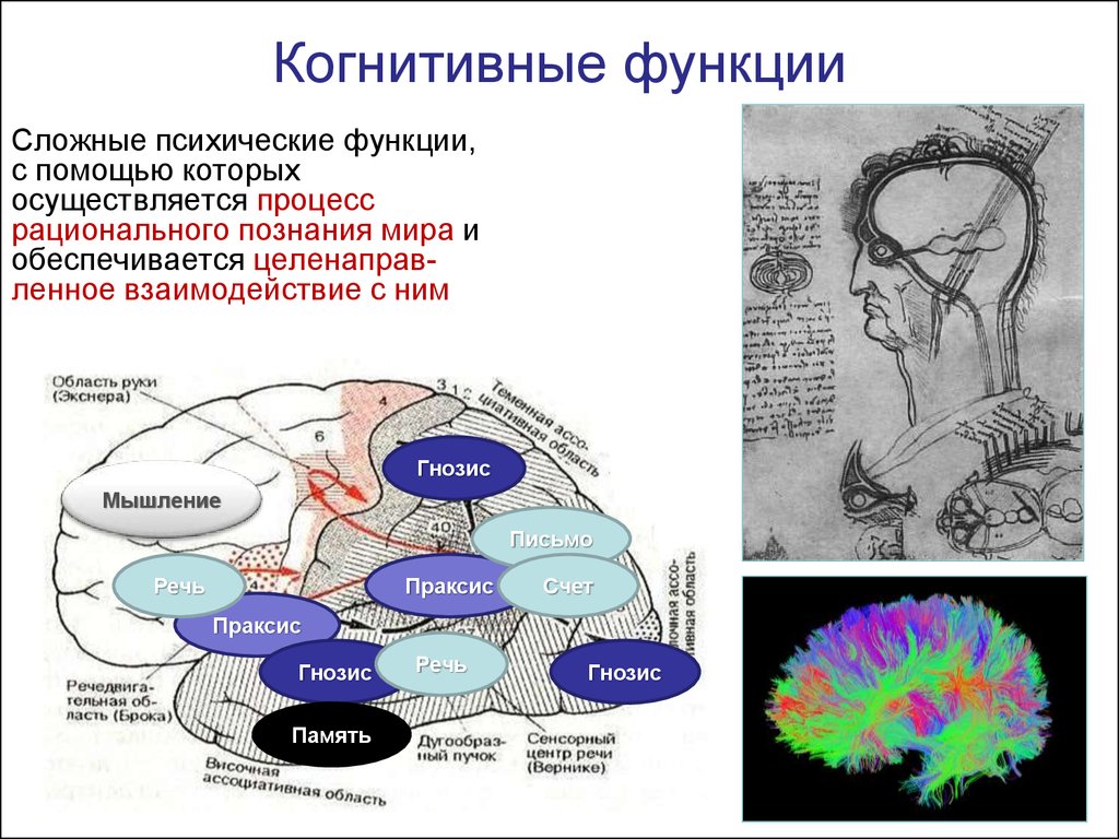 Улучшение функции мозга. Конгитивнвные функции. Когнитивные функции. Когнитивные функции мозга. Когнитивные функции человека.