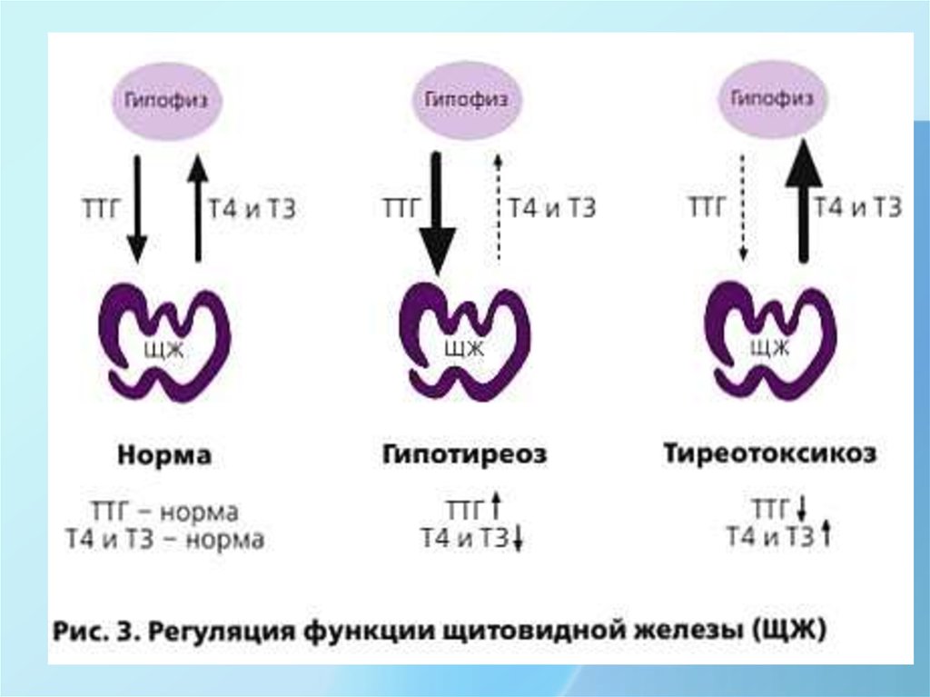 Гипотиреоз ттг т4. Щитовидная железа т4 норма у мужчин. Схема регуляции щитовидной железы. Регуляция функции щитовидной железы схема. Схема регуляции ТТГ.