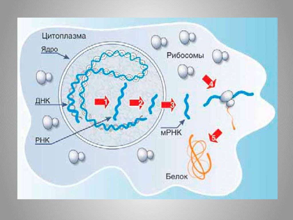 Биосинтез белка фото
