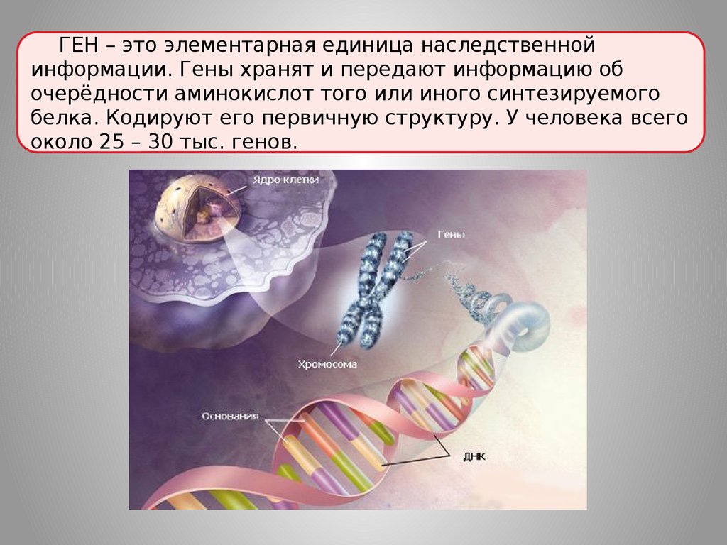 Ген определяющий. Единица наследственной информации. Ген единица наследственной информации. Структурная единица наследственной информации. Ген это единица наследственной.