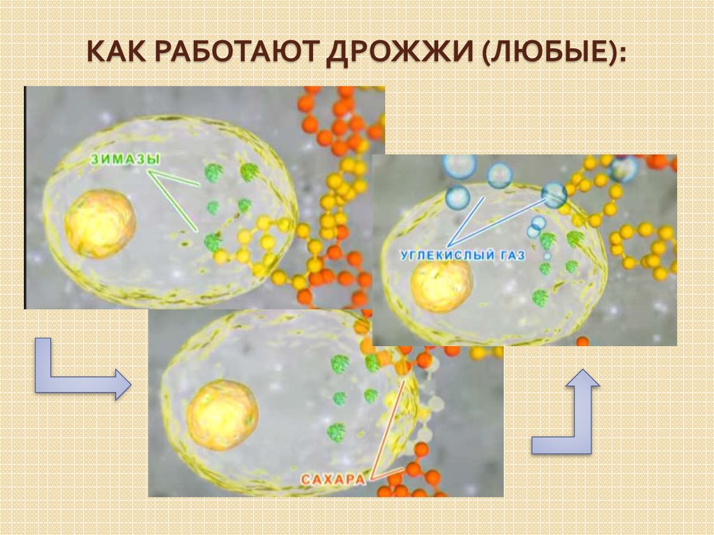 Как активировать дрожжи