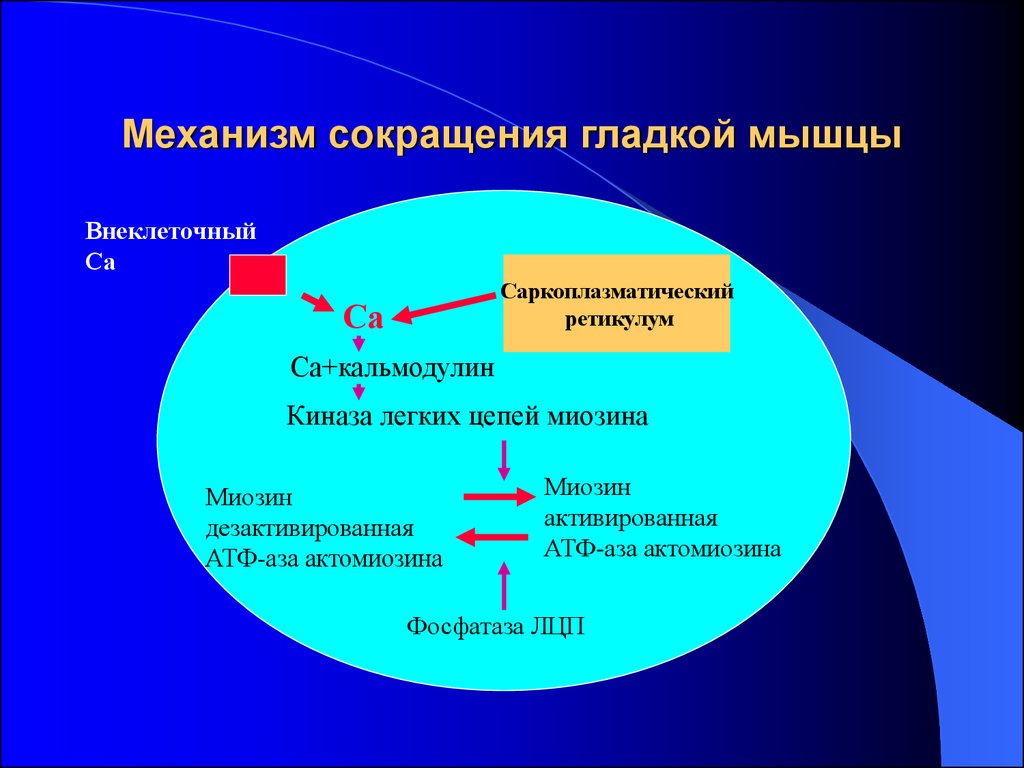 Сокращение гладкой. Механизм мышечного сокращения гладкой мышцы. Механизм сокращения гладких мышц. Механизм сокращения гладких мышц биохимия. Механизм мышечного сокращения гладких мышц.