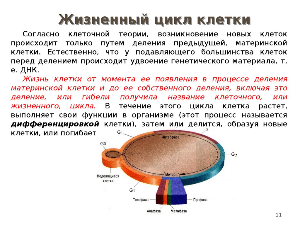 Клеточный механизм. Цикл жизни клетки. Что происходит в клетке перед делением. Характеристика клеточных механизмов развития деление. Как выглядят делящиеся и неделящиеся клетки..