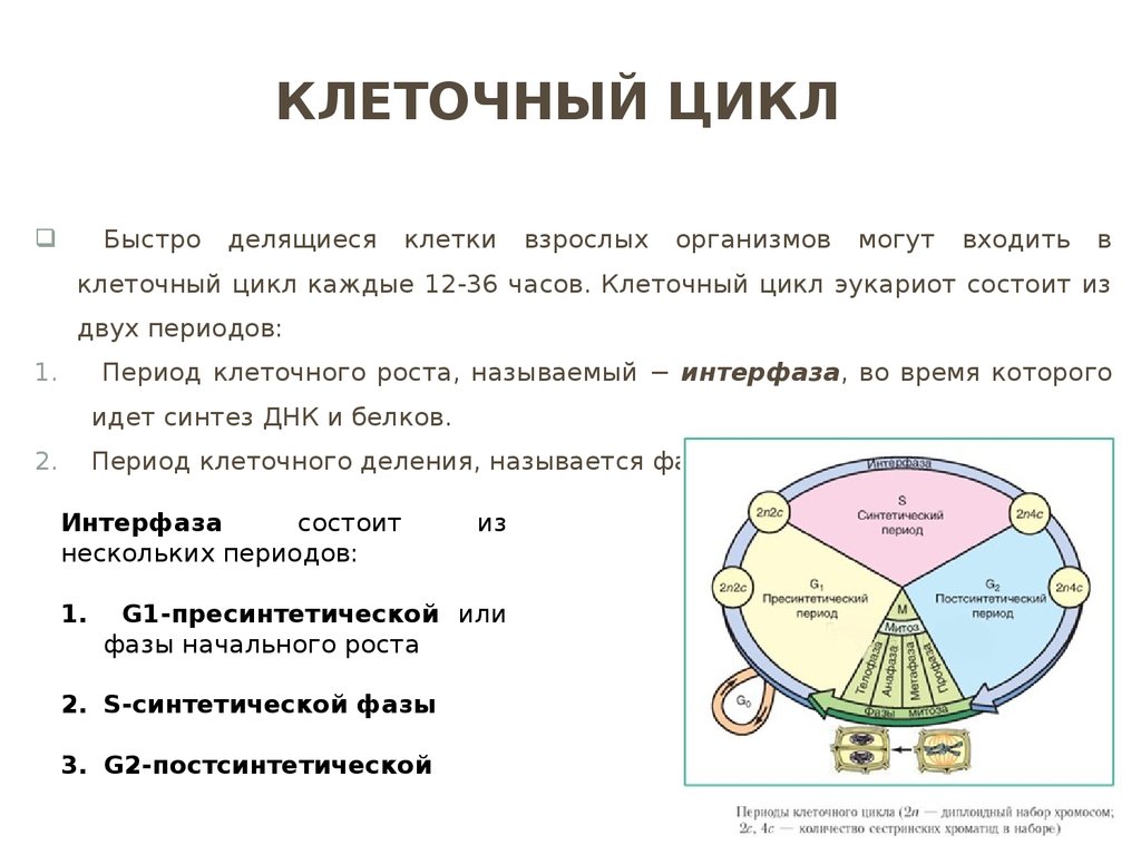 Жизненный цикл клетки состоит из. Фазы клеточного цикла схема. Клеточный цикл и его периоды. Стадии клеточного цикла клетки. Жизненный цикл клетки митоз схема.