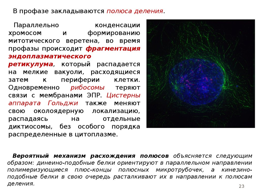 Полюс деления. Веретено деления расхождение хромосом репликация мембранный. Мембранный органоид репликация расхождение хромосом. Полюса деления. Формирование двух полюсов деления;.