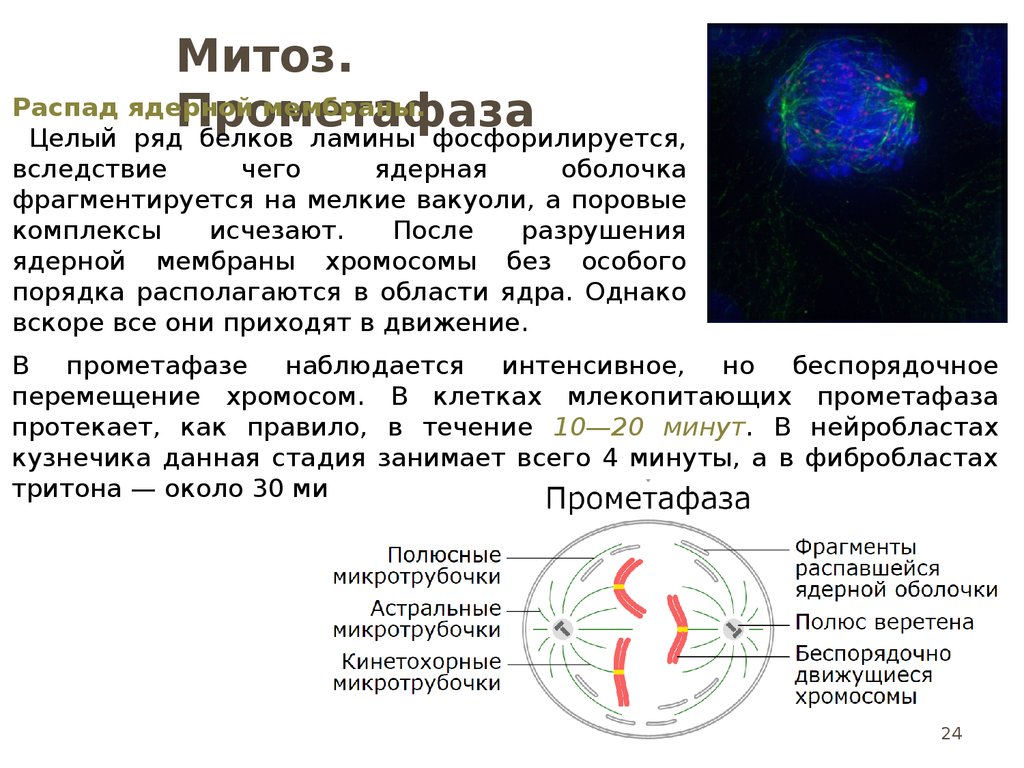 Вещество разрушающее микротрубочки веретена деления. Прометафаза метафаза происходит движение хромосом. Процессы происходящие в прометафазе. Прометафаза митоза. Кинетохорные микротрубочки.