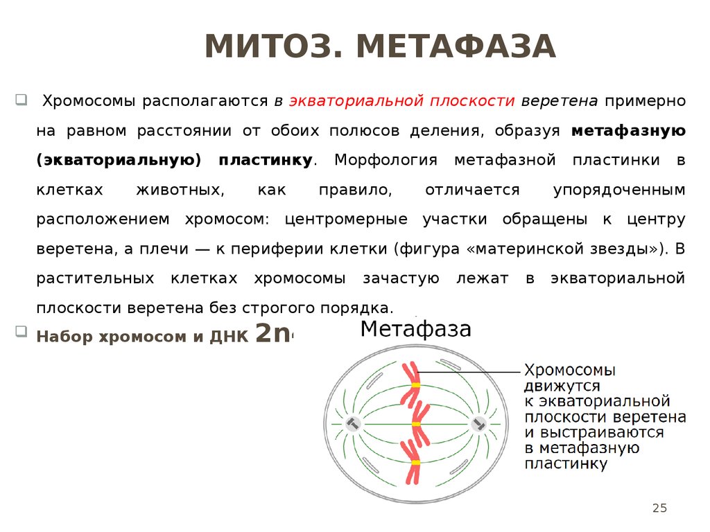 Полюс деления. Метафаза митоза. Характеристика метафазы митоза. Хромосомы в метафазе. Расположение хромосом в метафазе митоза.