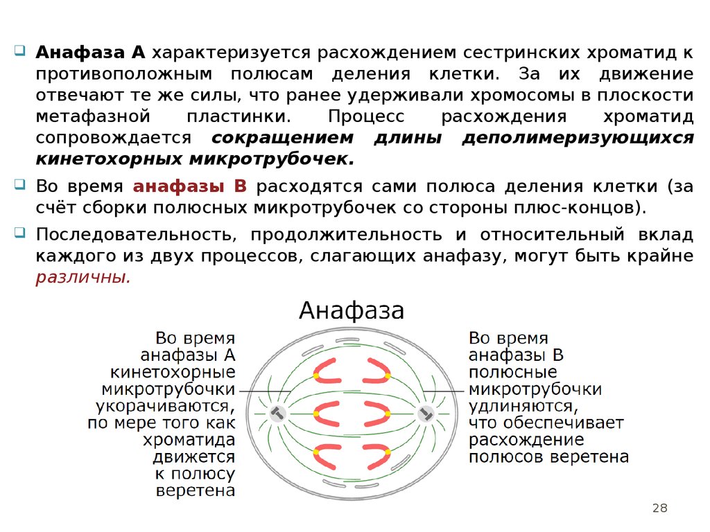 Расхождение к полюсам клетки