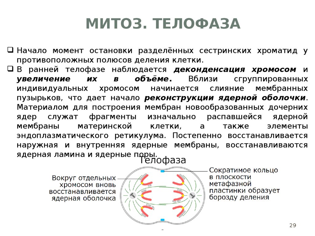 Митоз телофаза. Телофаза митоза. Телофаза митоза процессы. Деконденсация хромосом это. Телофаза митоза и мейоза.