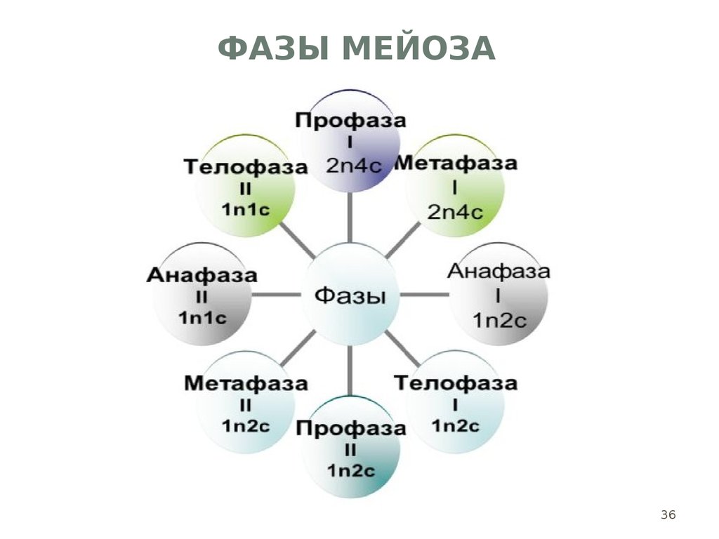 Фазы мейоза. Стадии и фазы мейоза. Мейоз фазы мейоза. Мейоз фазы 2n2c.