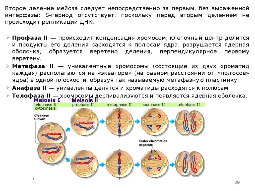 Мейоз анафаза 2 набор хромосом