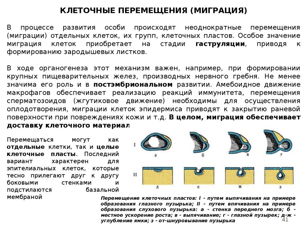 Перемещение клеток. Клеточные перемещения в онтогенезе. Клеточные перемещения (миграция). Способы движения клеток. Миграция клеток в онтогенезе.