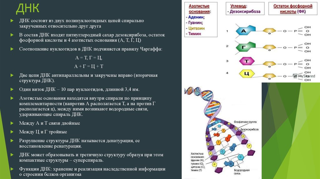 Какие из нуклеотидов входят в состав днк. ДНК состоит из 4 нуклеотидов. Химический состав и строение ДНК. Химическая структура ДНК. Составные элементы ДНК.