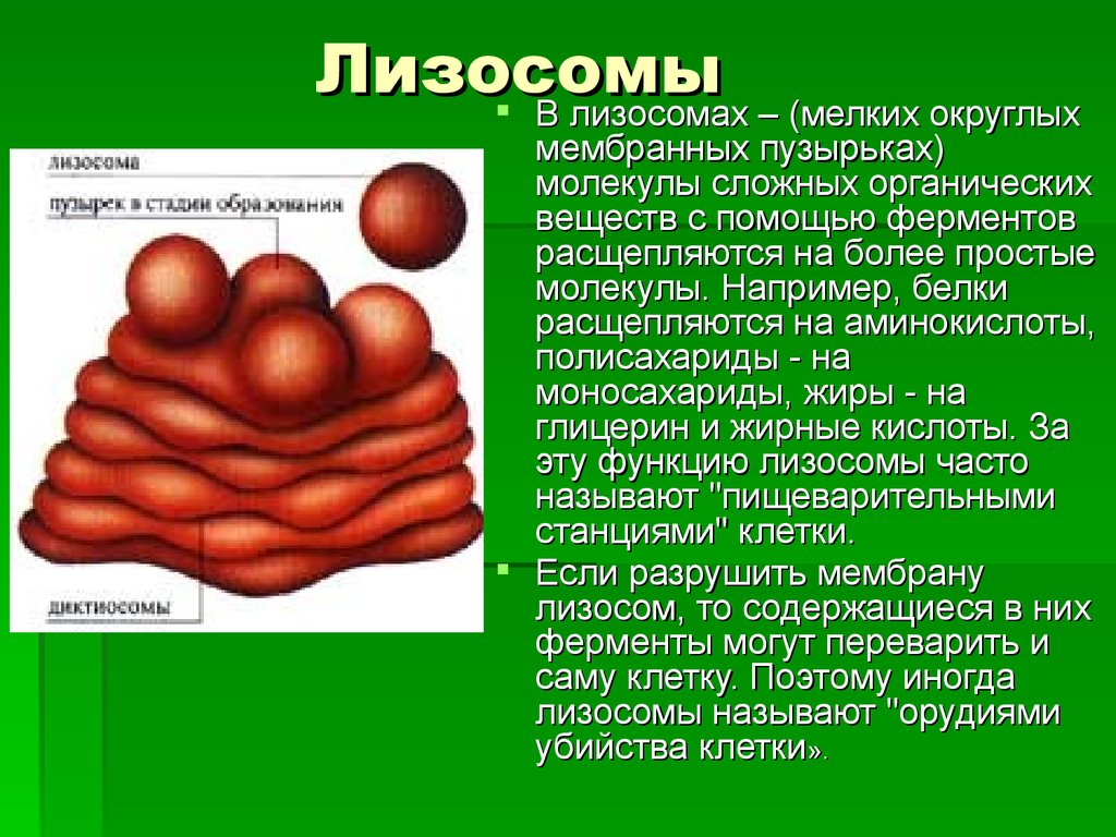 Как расщепляются сложные вещества. Лизосомы. Десмосомы. Лизосомы мелкие мембранные пузырьки. Органоиды лизосомы.