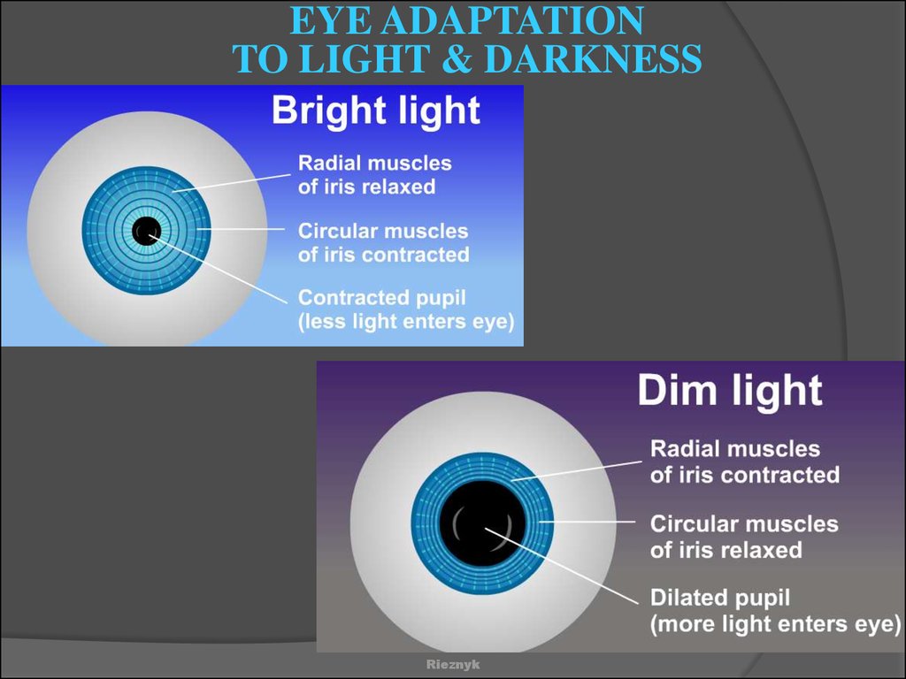 eye adaptation to light