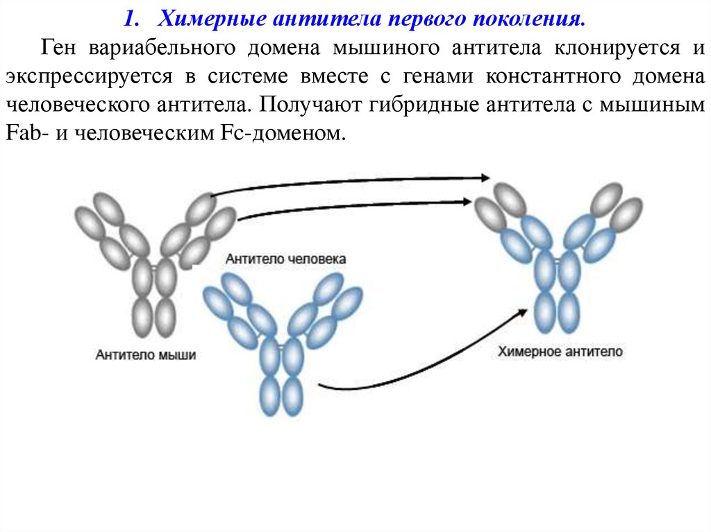 Вместе ген. Химерные антитела иммунология. Химерные антитела первого поколения. Химерные моноклональные антитела. Мышиные антитела.