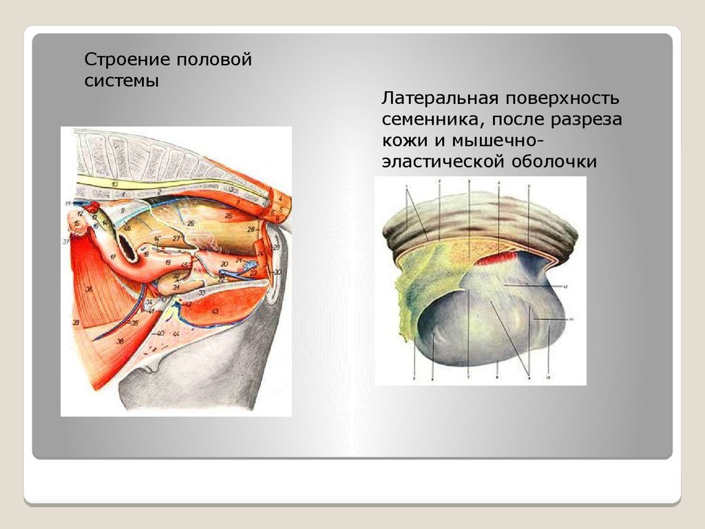 Презентация кастрация быков