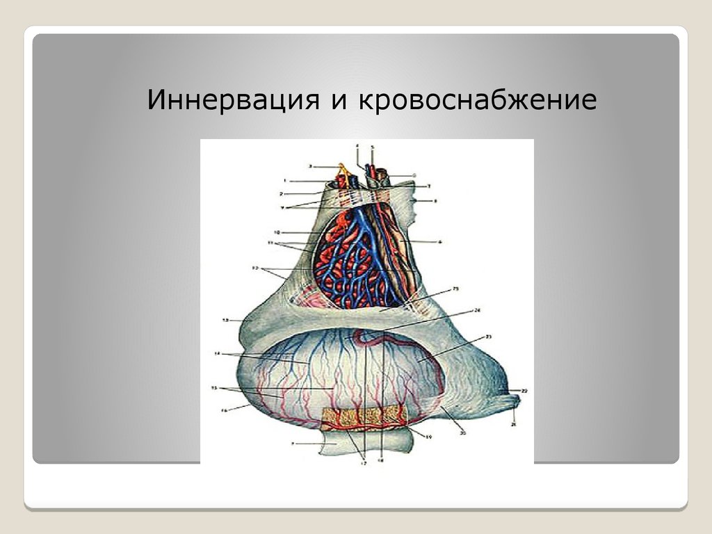 Способы кастрации жеребцов. Методы обезболивания при кастрации Жеребцов. Кастрация Жеребцов открытым способом. Кастрирование жеребца. Методы местного обезболивания при кастрации Жеребцов по Буассэ.