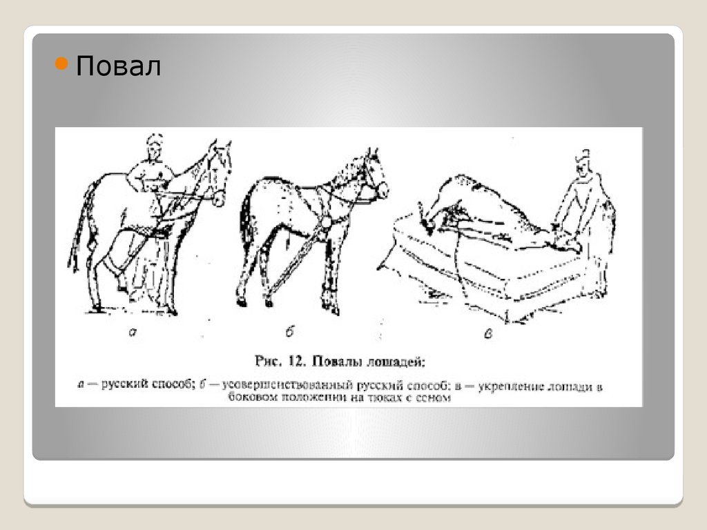 Способы кастрации жеребцов. Фиксация лошадей. Фиксация и повал лошадей. Методы повала лошадей. Фиксация коня при кастрации.