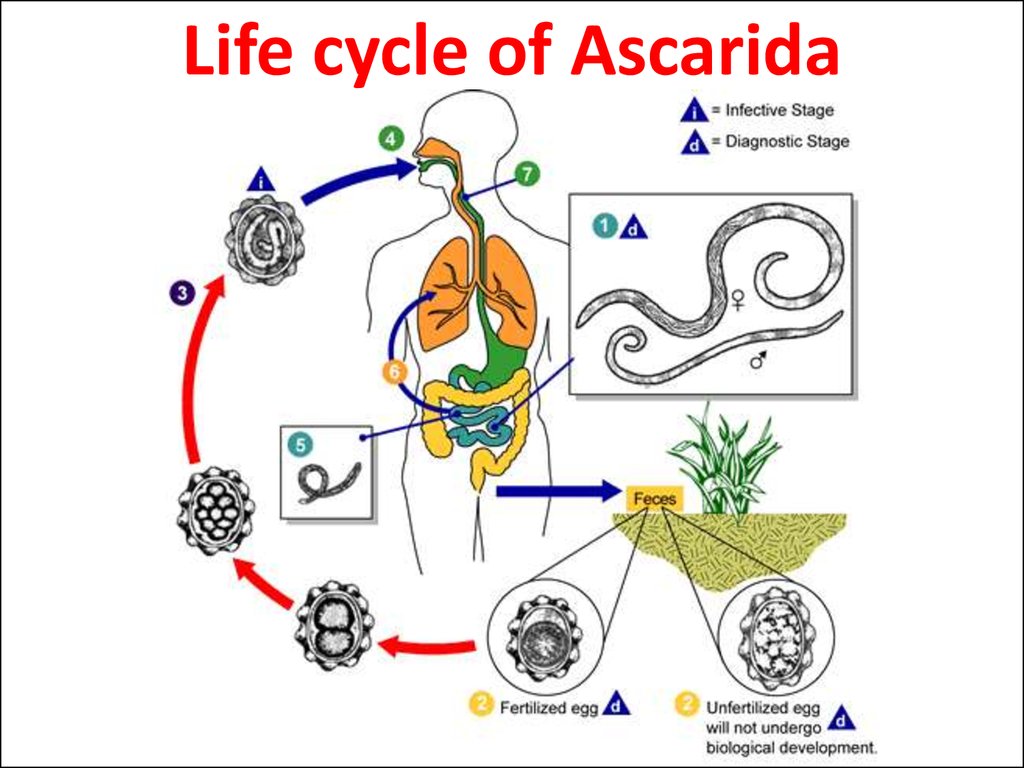 Человеческой аскаридой и человеком. Жизненный цикл аскариды человеческой (Ascaris lumbricoides). Круглые черви цикл развития аскариды. Цикл размножения аскариды схема. Цикл аскариды человеческой схема.