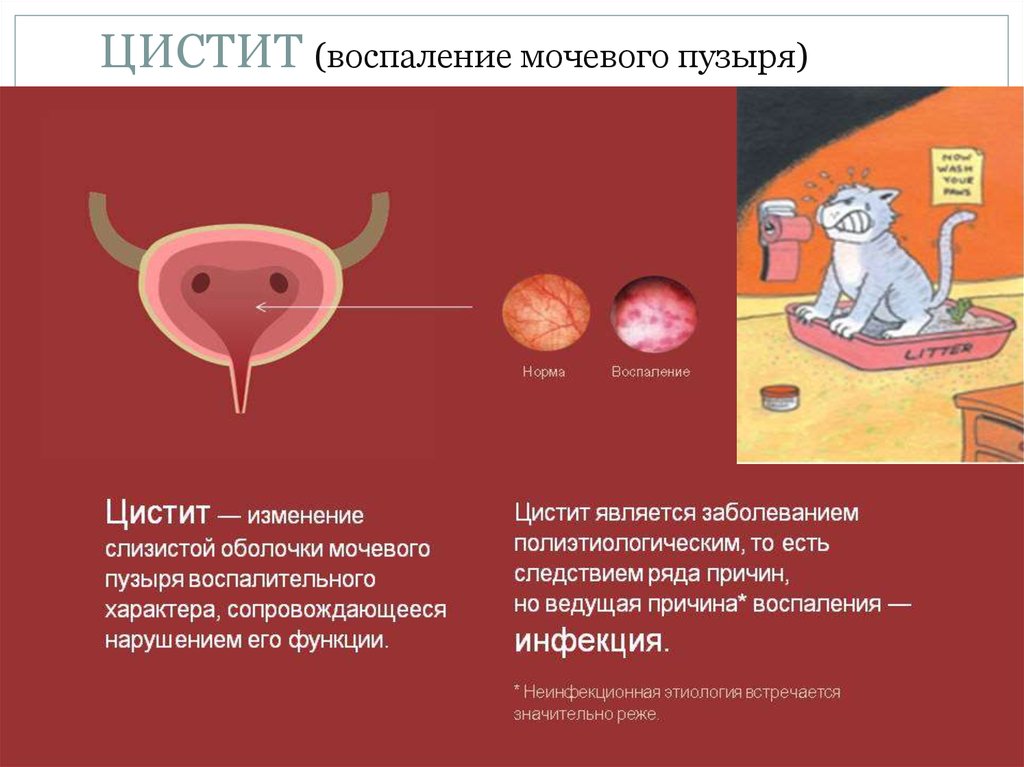 Воспаление мочевого пузыря лечение. Воспаление слизистой оболочки мочевого пузыря у животных. Цистит восполениемочевого пузыря. Воспаление мочевого пузыр. Цистит у животных презентация.