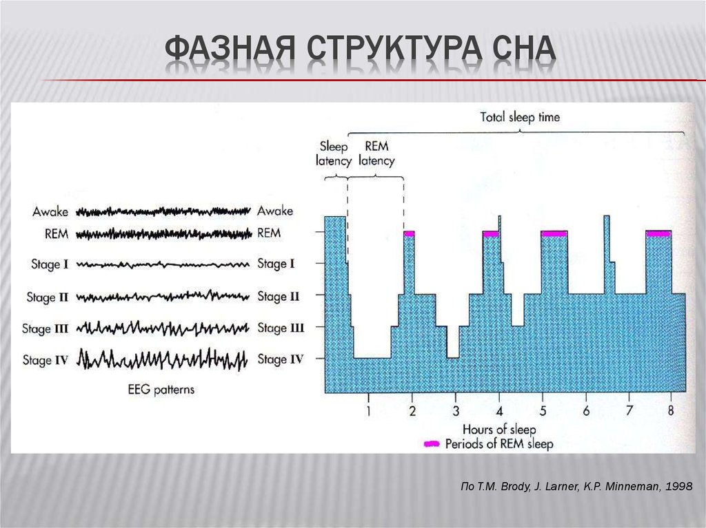 Диаграмма сна. Фазовая структура сна. Структура и фазы сна. Нормальная структура сна. Сон и структура сна.