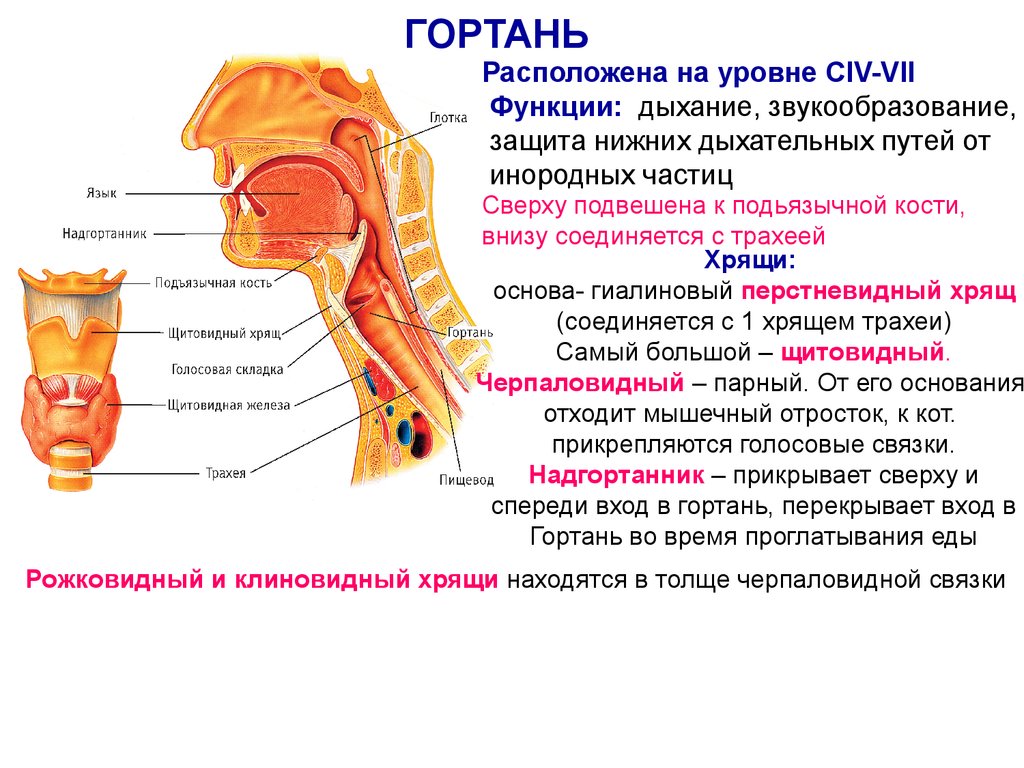 В какую систему органов входит гортань. Надгортанник хрящ анатомия. Строение горла человека надгортанник. Гортань глотка трахея строение. Гортань надгортанник трахея.