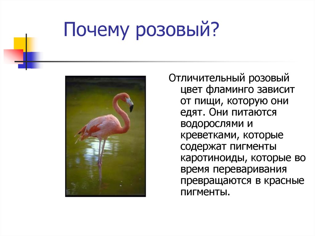 Фламинго сообщение. Фламинго презентация. Интересные факты о Фламинго. Доклад на тему розовый Фламинго. Розовый Фламинго интересные факты.