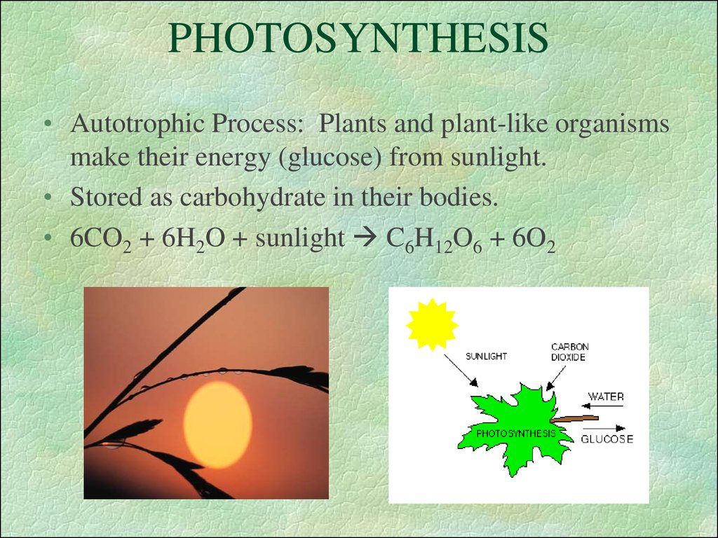 structure ppt glucose Photosynthesis  Ð¿Ñ€ÐµÐ·ÐµÐ½Ñ‚Ð°Ñ†Ð¸Ñ  Ð¾Ð½Ð»Ð°Ð¹Ð½