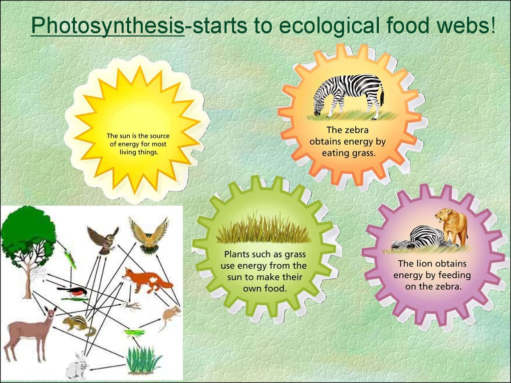 photosynthesis