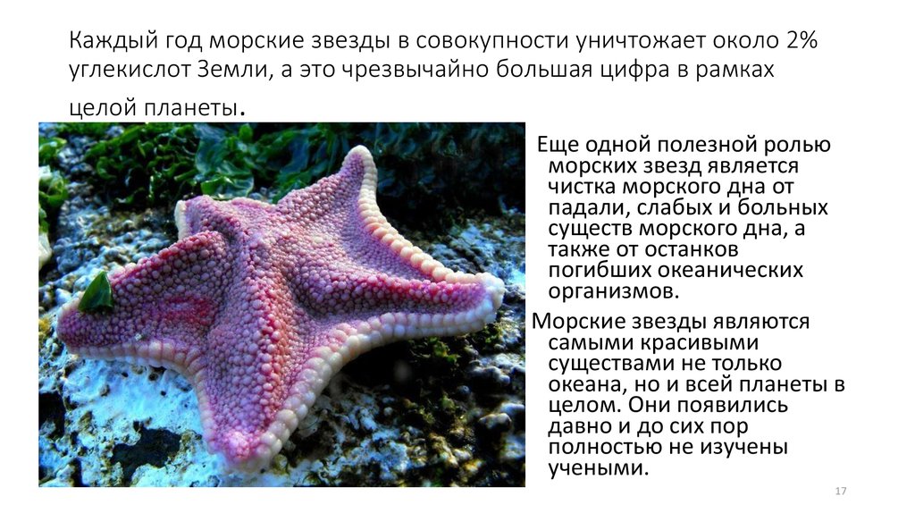 Доклад морские