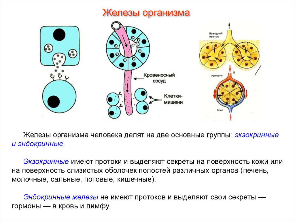 Основные группы желез. Строение экзокринных и эндокринных желез. Схема строения желез внешней секреции и внутренней секреции. Эндокринные и экзокринные железы железы человеческого организма. Схема строения железы внешней секреции.