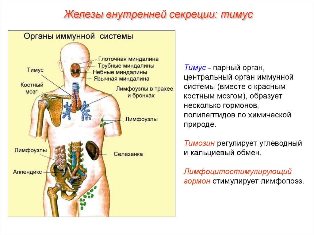 Тимус красный мозг. Схема расположения центральных и периферических органов иммунитета. Схема строения органов иммунной системы. Иммунитет центральные и периферические органы иммунной системы. Центральные органы иммунной системы вилочковая железа.