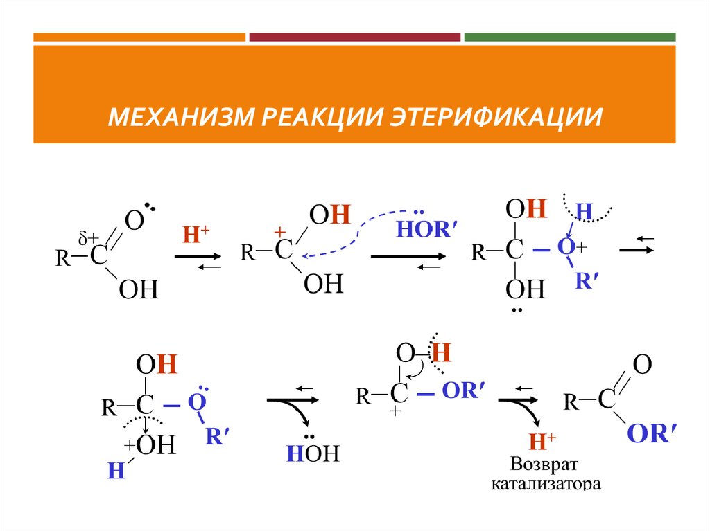 Реакцией этерификации называется взаимодействие спирта с. Механизм этерификации карбоновых кислот спиртами. Механизм этерификации карбоновых кислот. Механизм реакции этерификации карбоновых кислот. Механизм реакции этерификации.