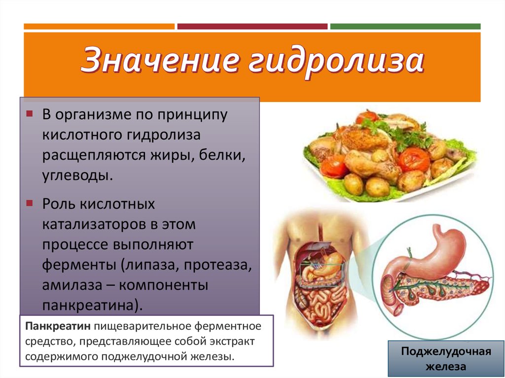 В органах пищеварения не расщепляются. Гидролиз углеводов в организме человека. Гидролиз жиров в организме. Выполняют роль катализаторов в организме белки или углеводы.