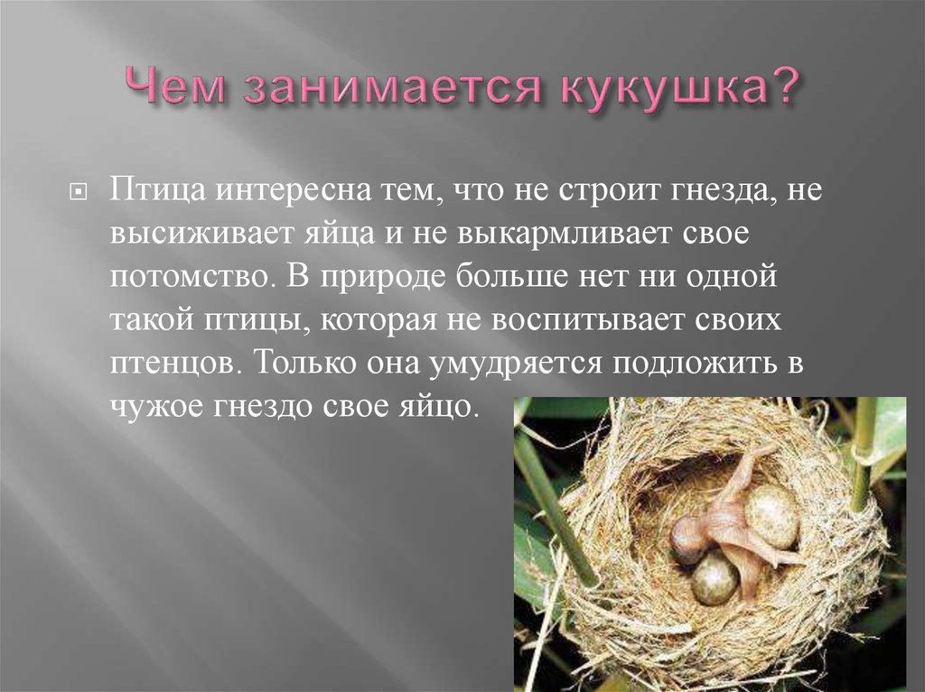 Гнезда птиц названия. Птица строит гнездо. Птицы которые высиживают яйца. Птицы которые высиживают яйца в гнездах. Птицы которые строят гнезда.