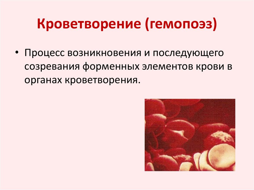 Болезни крови и кроветворных органов. Процесс кроветворения. Процесс гемопоэза. Что такое кроветворение у взрослого человека.