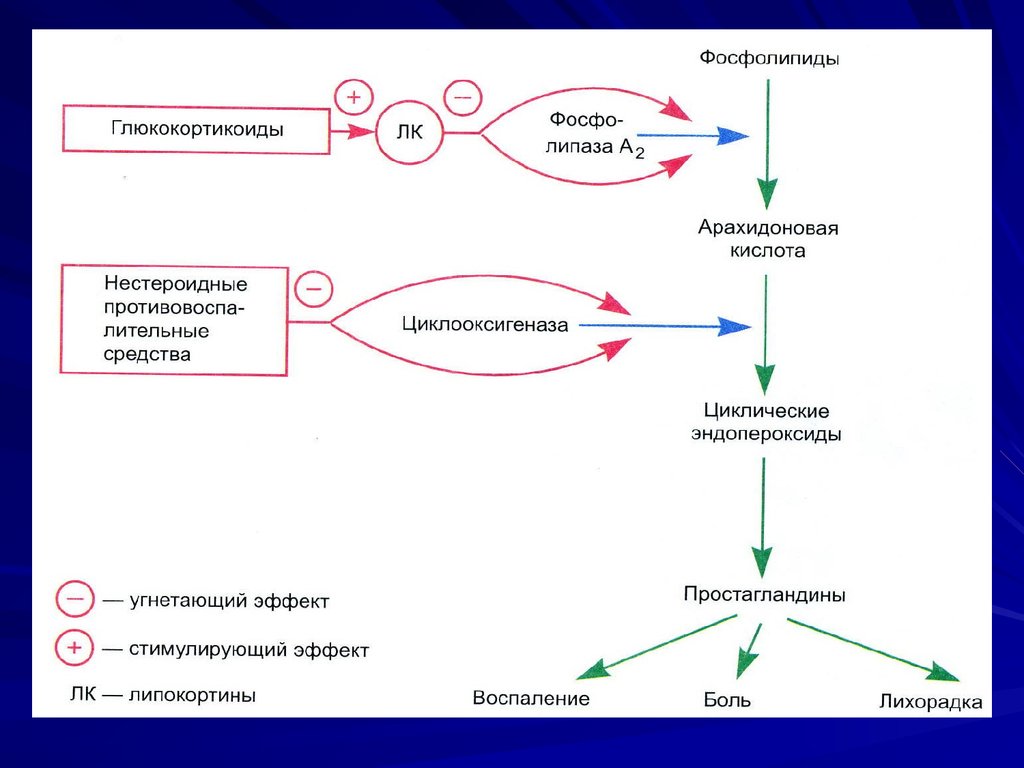 Глюкокортикоиды биохимия презентация