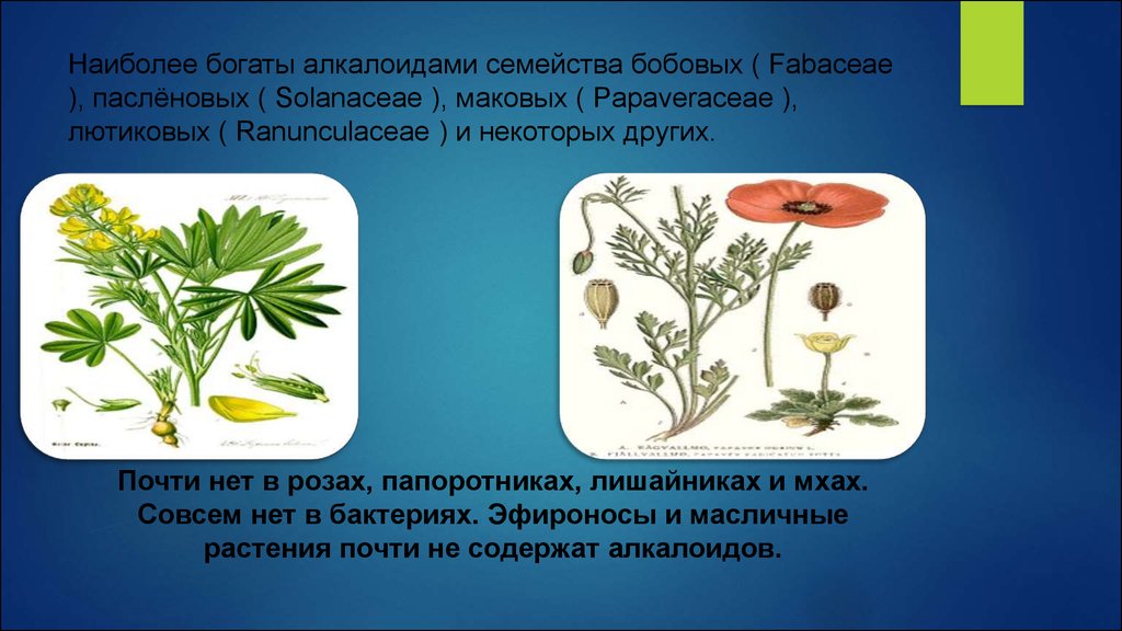 Растения обеспечивают. Алкалоиды паслёновых. Алкалоиды семейства маковых. Масличные растения семейства бобовые. Алкалоиды бобовых.