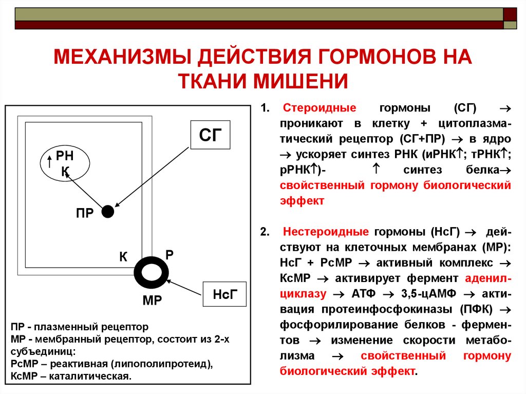 Гормоны строение механизм действия. Механизмы влияния гормонов на клетки-мишени. Механизмы действия гормонов на ткани мишени. Механизм действия белковых гормонов на клетки мишени. Молекулярные механизмы действия гормонов в клетках-мишенях.