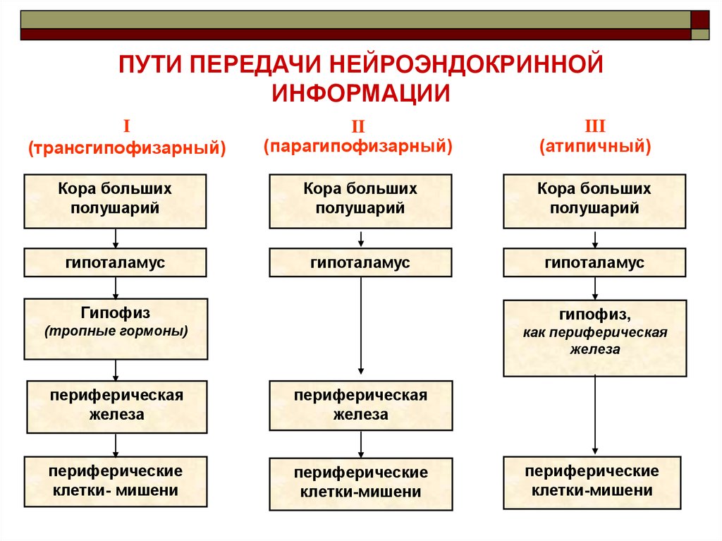 Патофизиология эндокринной системы презентация