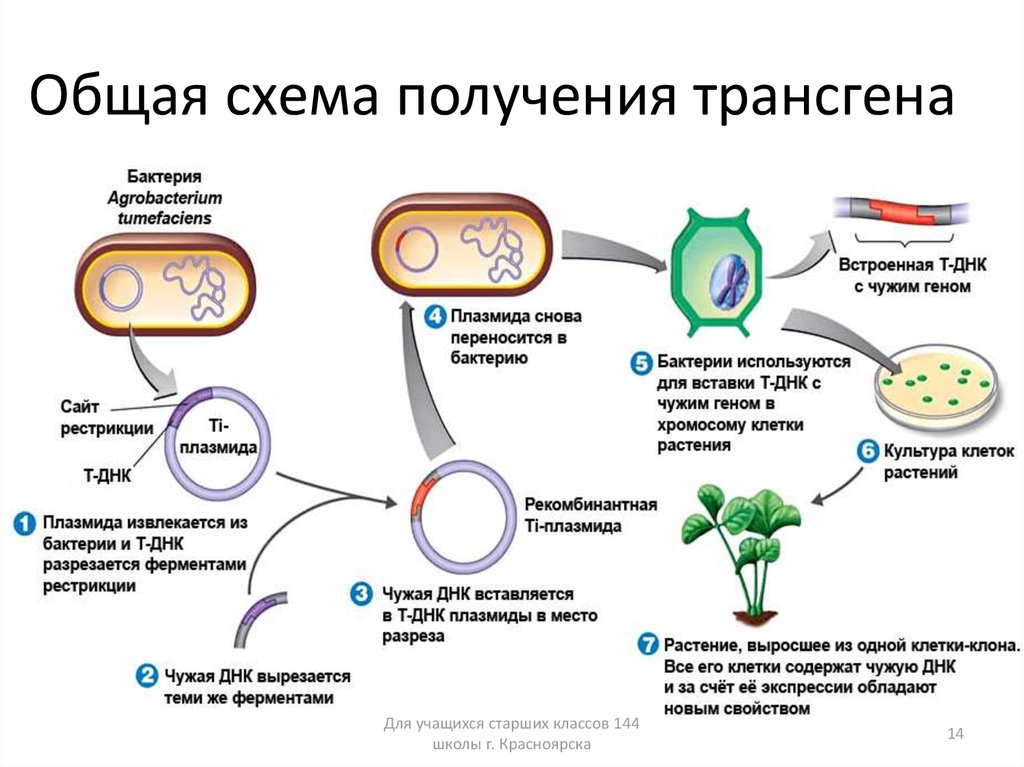 Вирус бактерия или плазмида несущая встроенный фрагмент. Генная модификация схема. Схема получения трансгенных растений. Получение трансгенов схема. Схема клонирования растительной клетки.