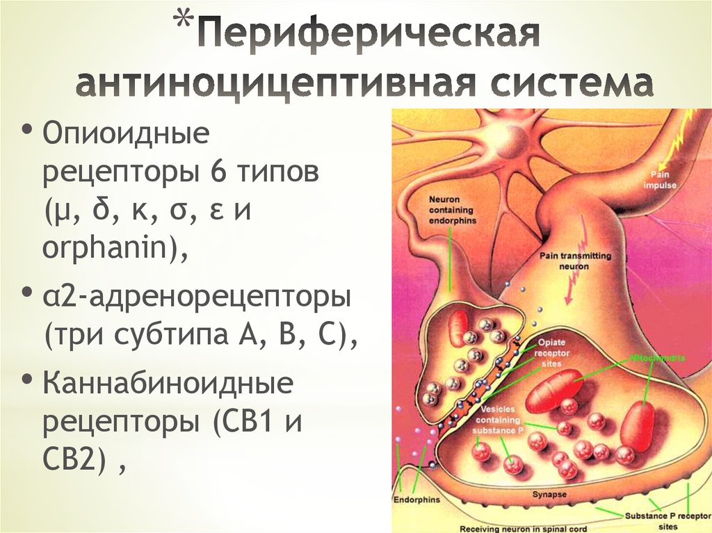 Антиноцицептивная система презентация