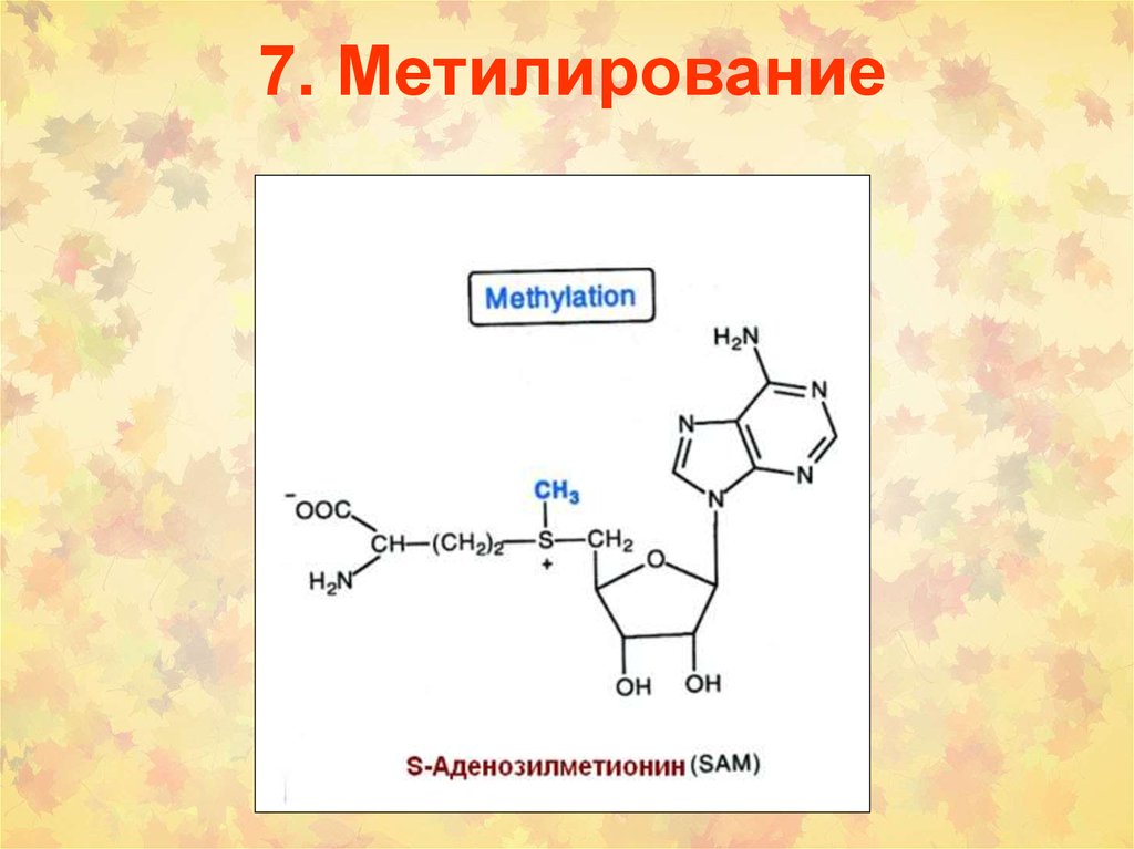 Цикл метилирования схема