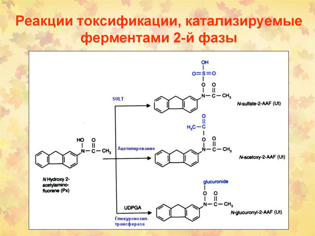 Гидролазы реакции. Схема реакции катализируемой амилазой. Фермент пепсин катализирует реакцию. Катализируемые реакции ферментов. Реакция катализируемая амилазой.
